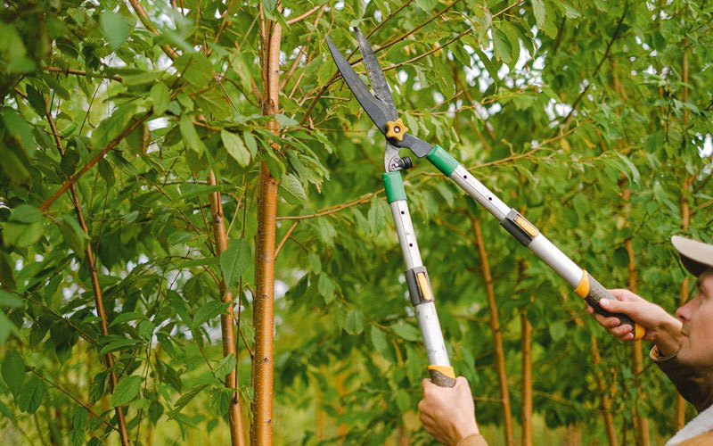 Tree trimming in Yuma, TN